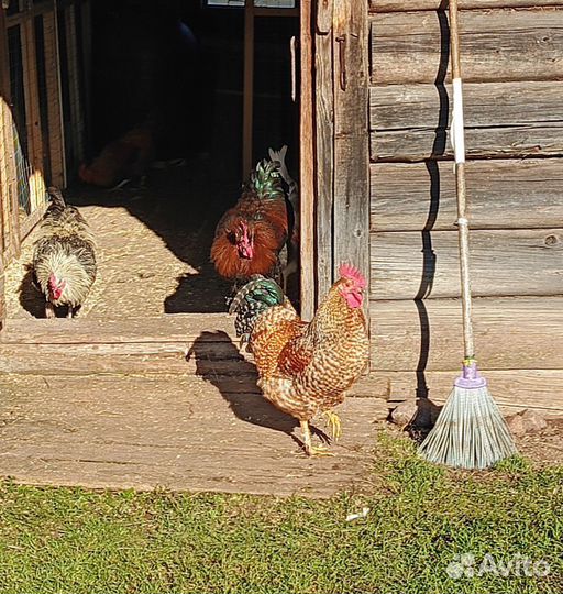 Молодые петухи