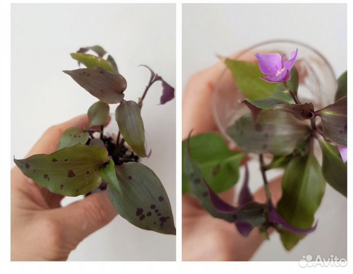 Филодендрон, монстера и др