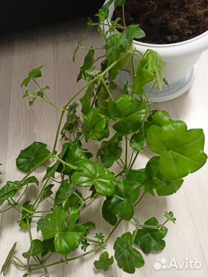 Герань пеларгония плющелистная