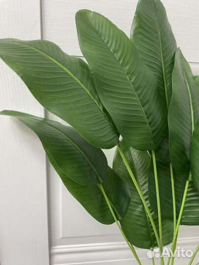 Банановая пальма