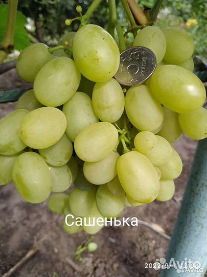 Саженцы винограда