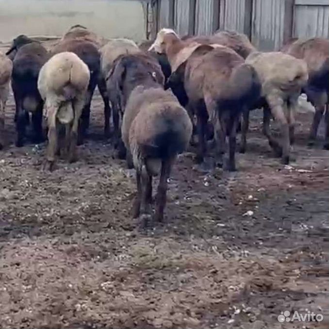 Гиссарские плем бараны