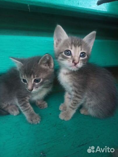 Котята