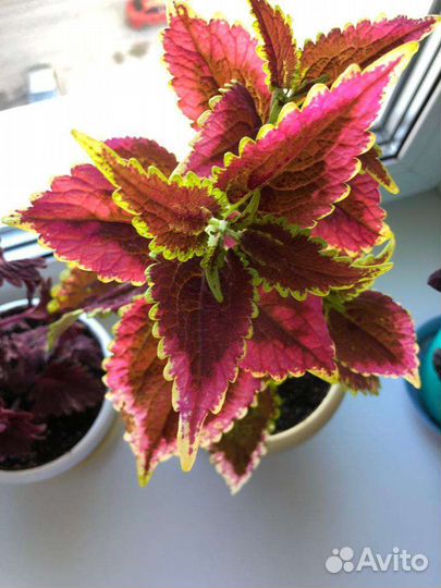 Много красивых колеусов