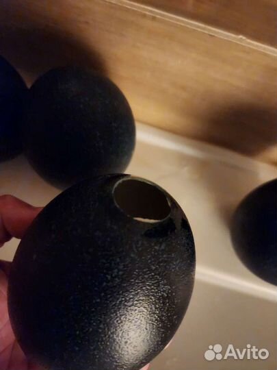 Яйцо страуса для поделок или сувенир