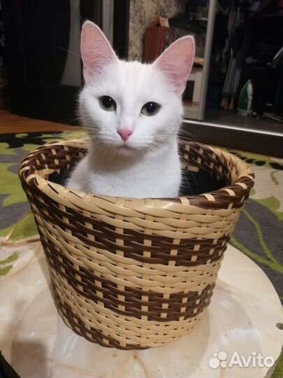 Кашпо 12л (без котейки)