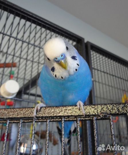 Попугаи волнистые и неразлучники малыши