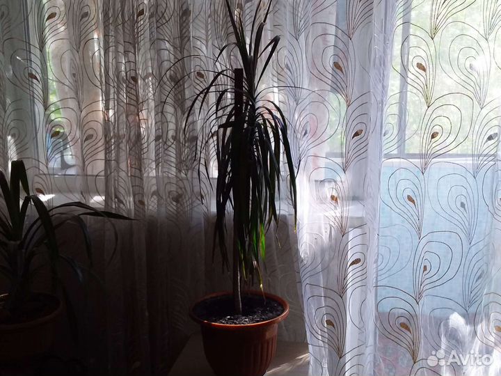 Пальма драцена