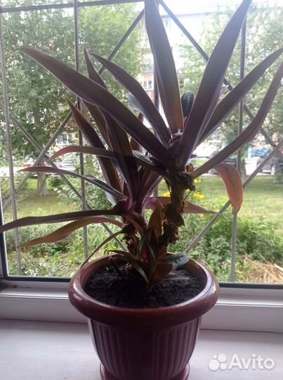 Традесканция рео