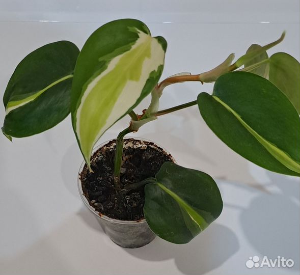 Филодендрон медиопикта триколор