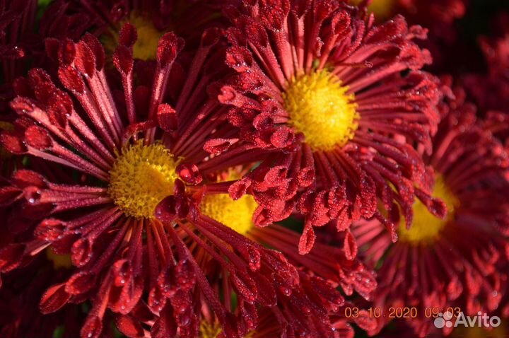 Цветы хризантемы