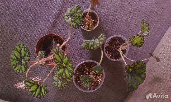 Продам излишки комнатных растений