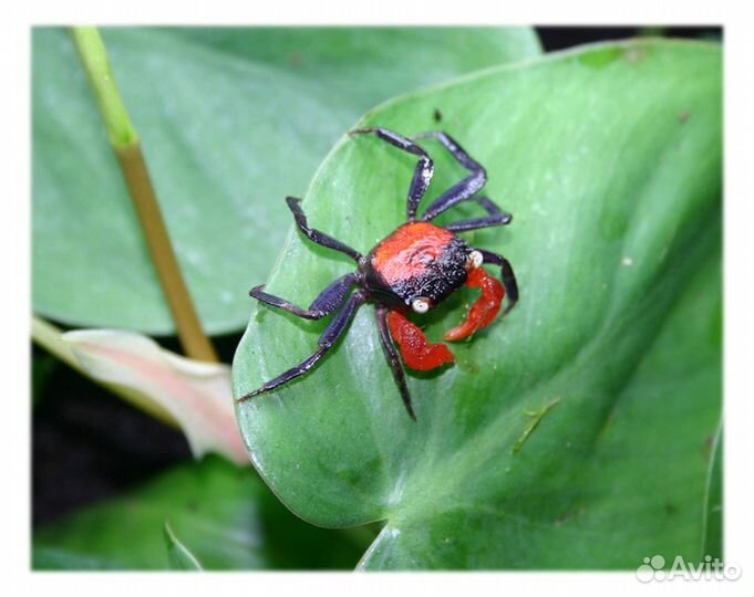 Краб дьявол (Geosesarma sp. Devil)