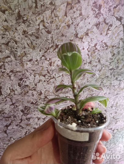 Пеперомия Россо Традесканция