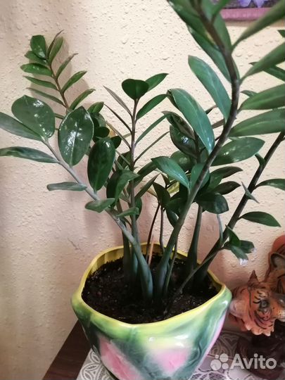 Комнатные цветы