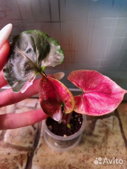 Сингониум Strawberry ice Galaxy