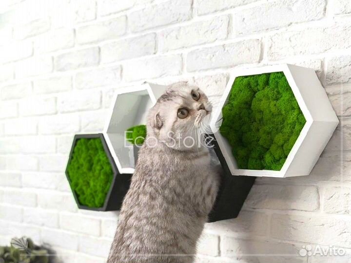 Полка сота из мха с подсветкой