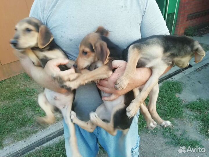 Русская гончая