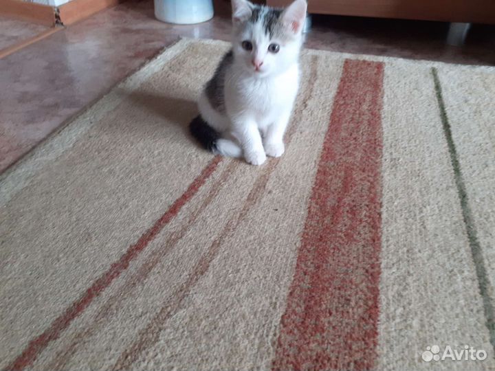 Отдам котят