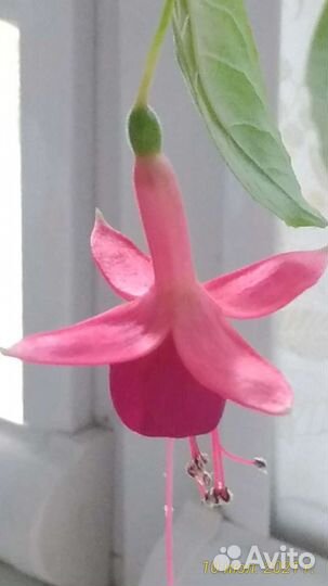 Глоксиния. Фуксия. Традесканция. Герань