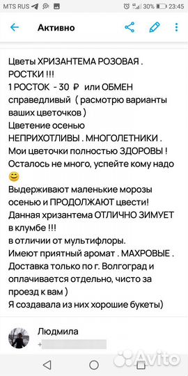 Хризантема Розовая