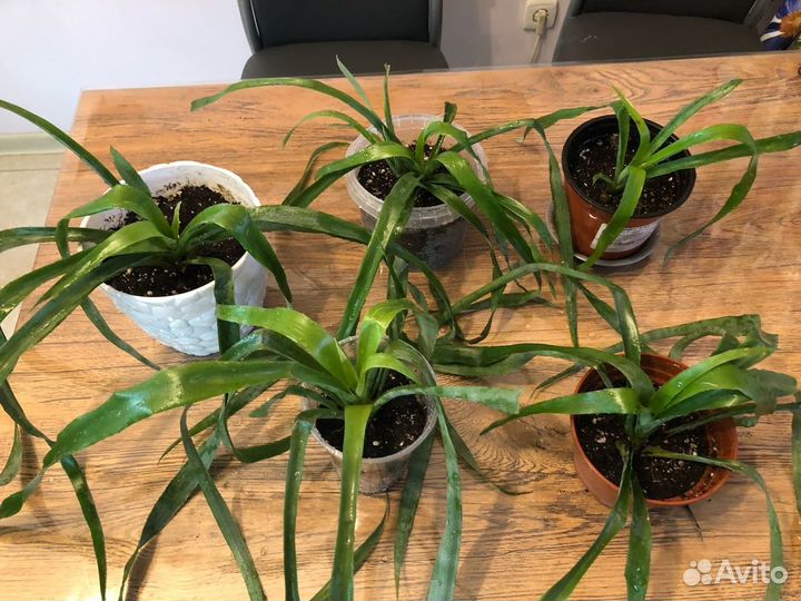Продажа комнатных растений