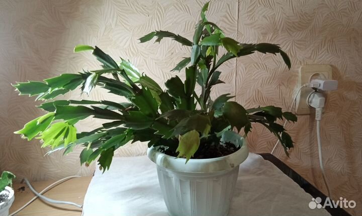 Шлюмбергера