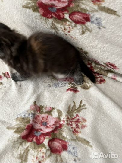 Котята мейн-кун