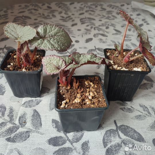 Бегония декоративно лиственная