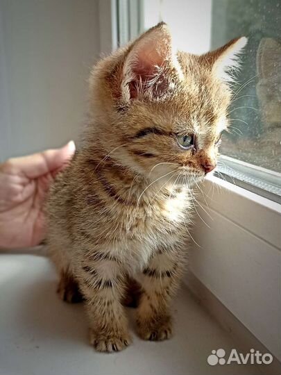 Чудо - котята