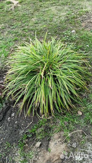 Осока Мэрроу вариегата