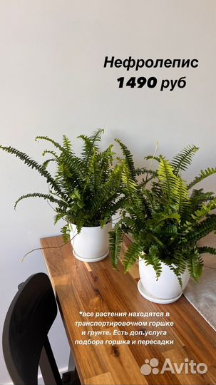 Нефролепис, Калла, Спатифиллум, Антуриум