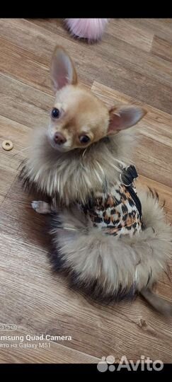 Жилетка для маленькой собачки