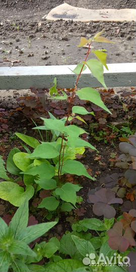 Саженцы абрикоса