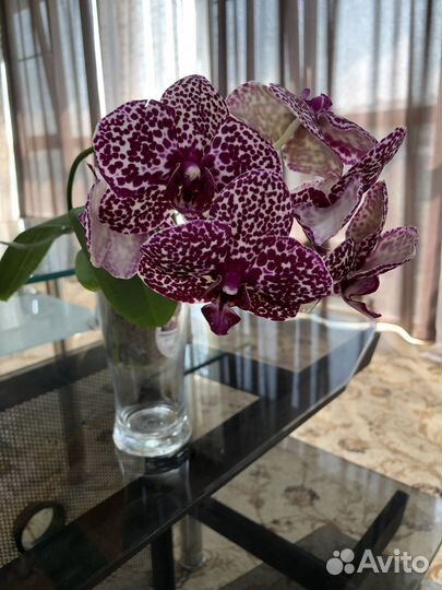 Орхидеи Фаленопсис