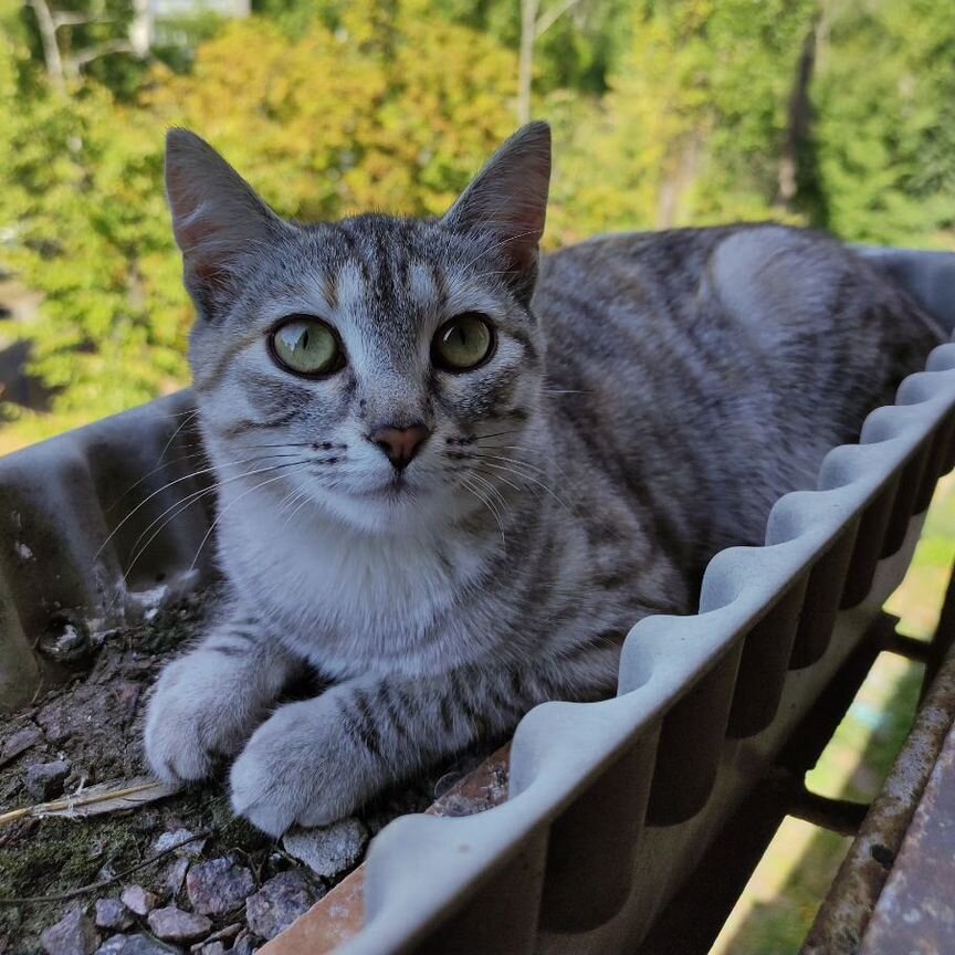 Котенок в добрые руки бесплатно