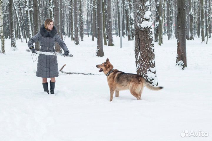 Передержка животных, выгул собак