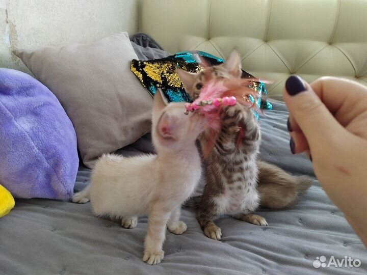 Бенгальские малыши