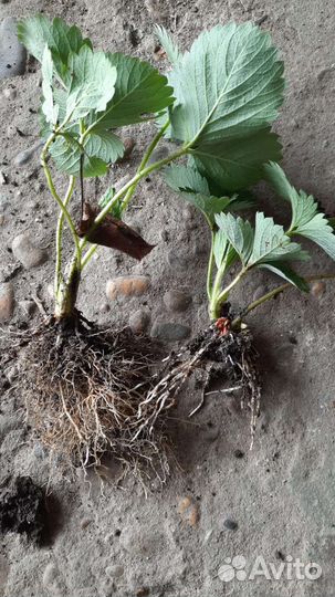 Рассада клубники