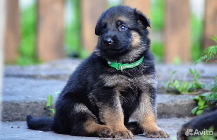 Немецкая овчарка