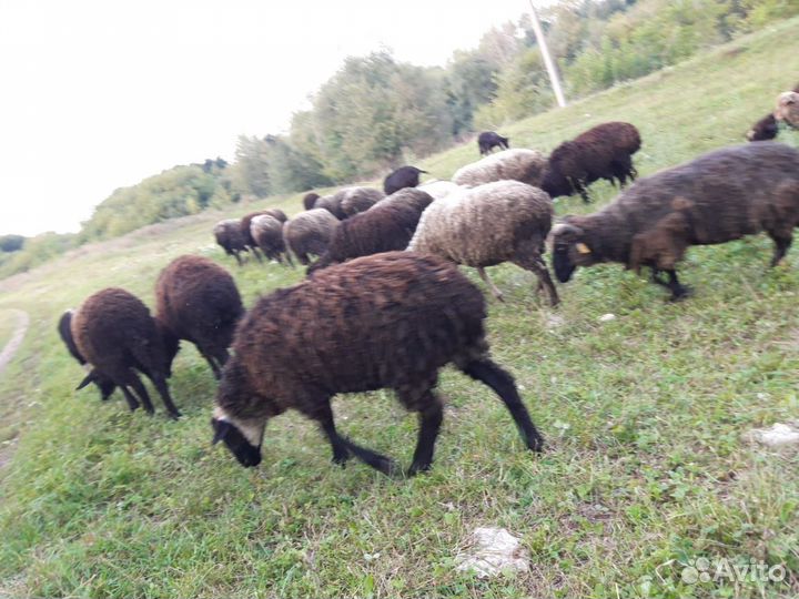 Продажа баранов и овец