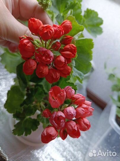 Пеларгония герань