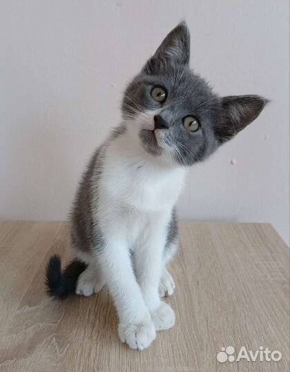 Кошечка домашняя, 2 месяца