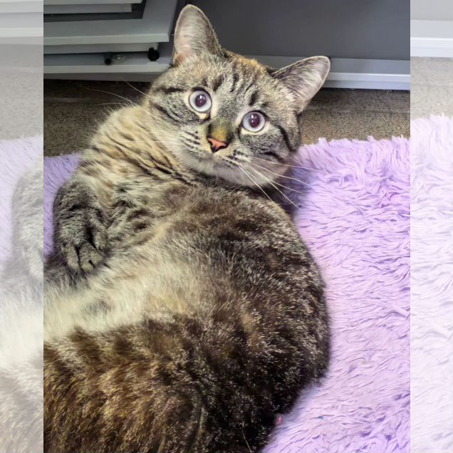 Тайский котёнок
