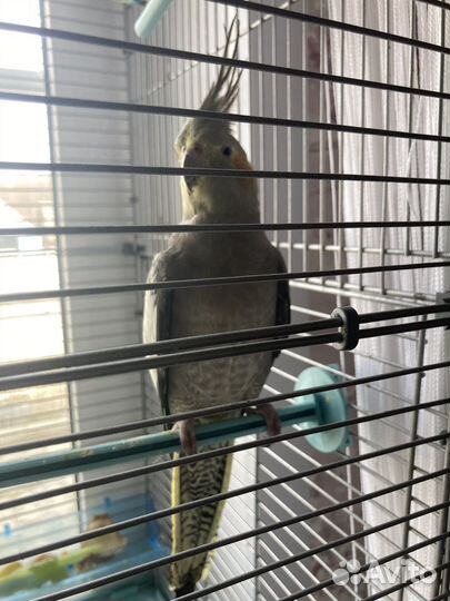 Попугай корелла девочка