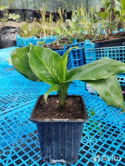 Банан кавендиш