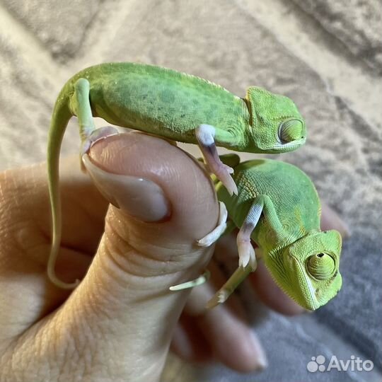 Йеменский хамелеон pied