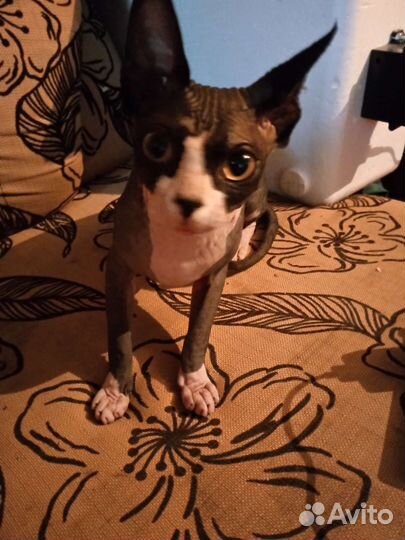 Донской сфинкс