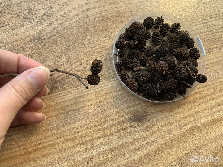 Ольховые шишки ольхи натуральные