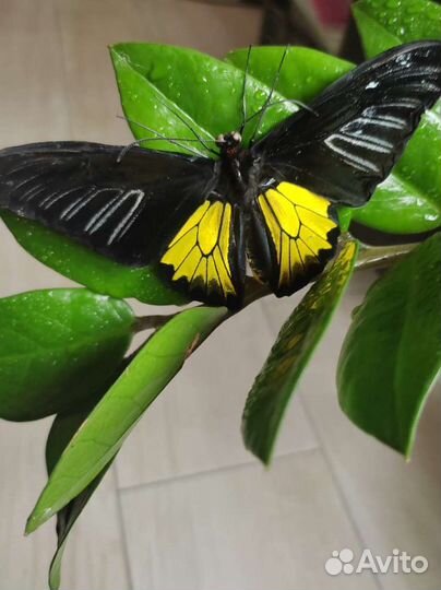 Ферма тропических бабочек
